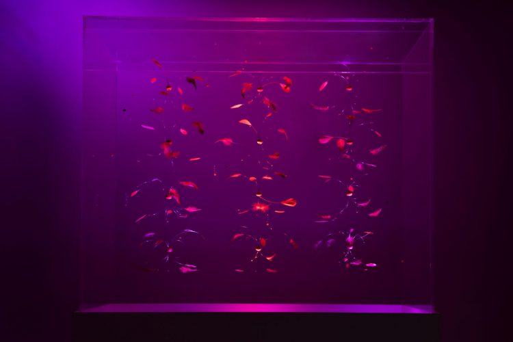 موفقیت یک هنرمند ایرانی در جشنواره Crypton در بارسلونا اسپانیا ۲۰۱۹