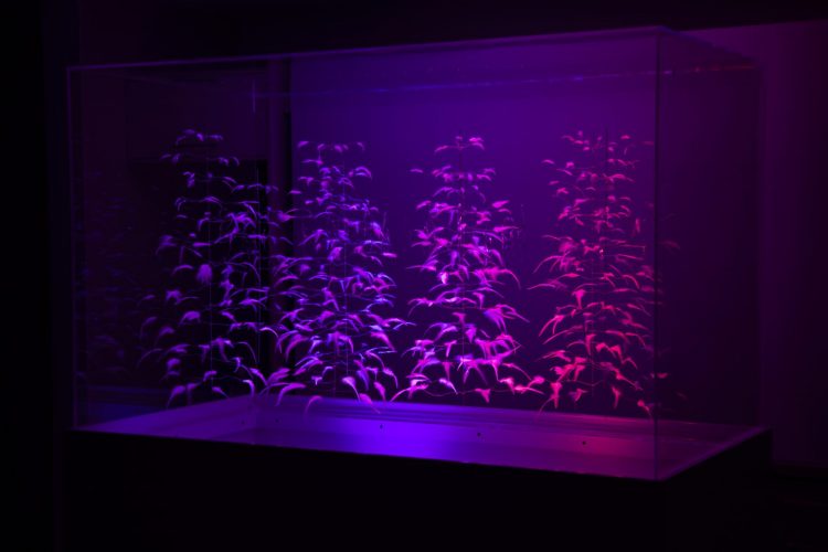 موفقیت یک هنرمند ایرانی در جشنواره Crypton در بارسلونا اسپانیا ۲۰۱۹