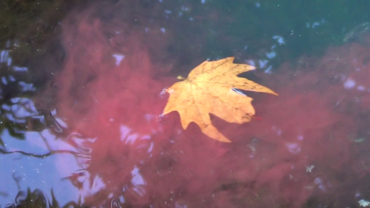 نگاهی به نمایشگاه ویدیو آرت “آب” به کیوریتوری فرید امین‌­الاسلام در گالری نگر