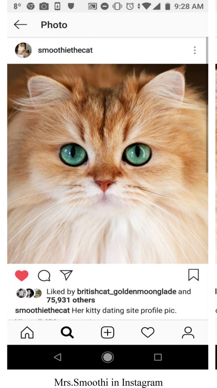 گربه در هنر غرب و ایران