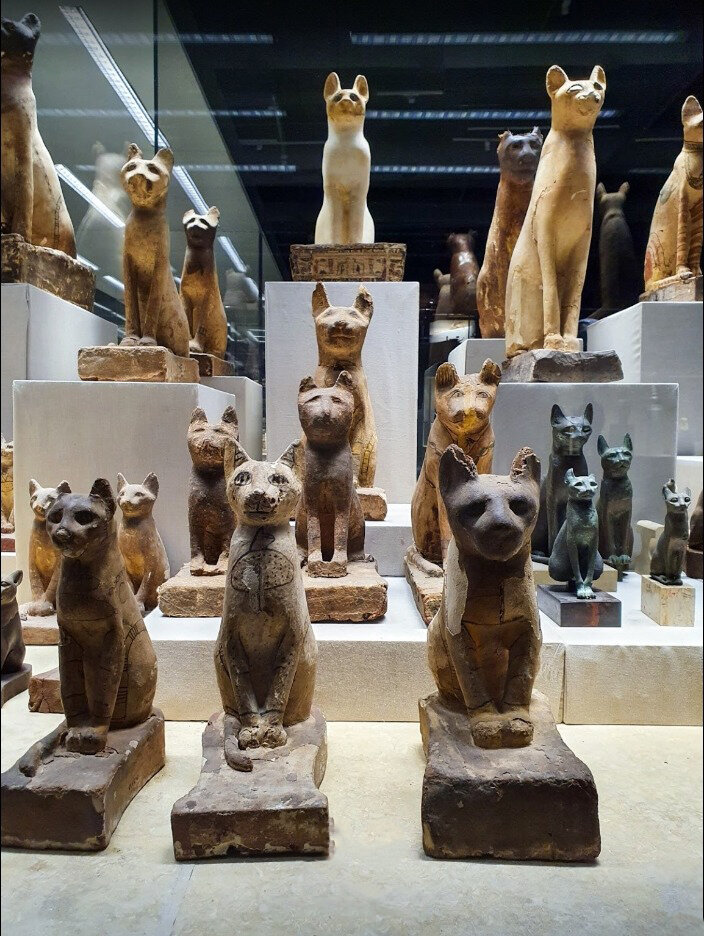 گربه‌های مومیایی شده مصر باستان در موزه شرم الشیخ